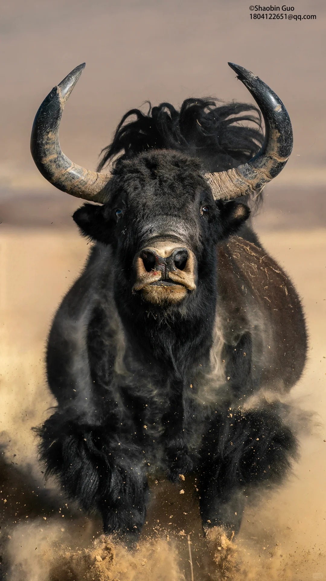 在阿尔金山的荒野深处，与野生动物相遇_1_俯冲的游隼 野生动物摄影_来自小红书网页版
